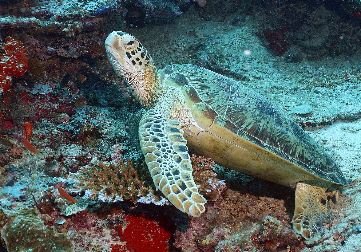 Sipadan_2015_Tortue Franche_Chelonia mydas_IMG_2341_rc.jpg